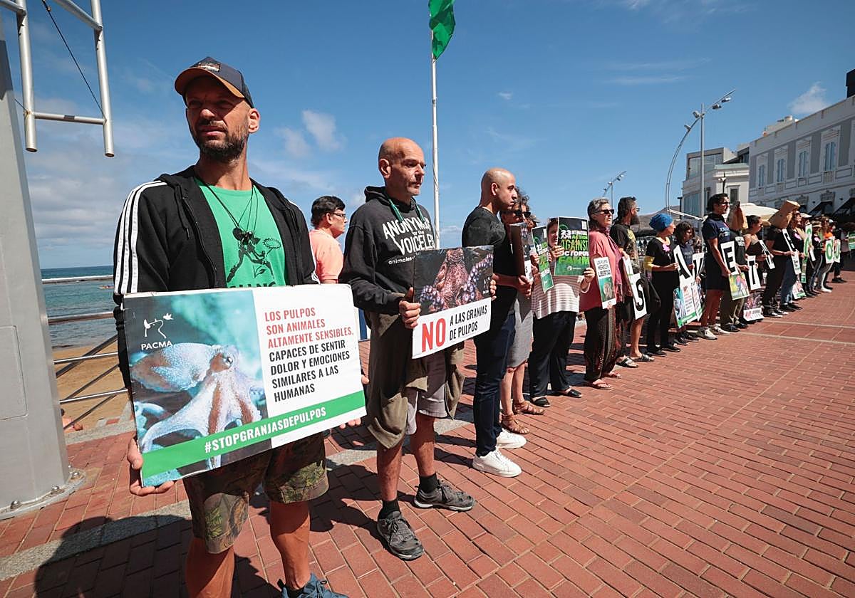 Contra la granja de pulpos