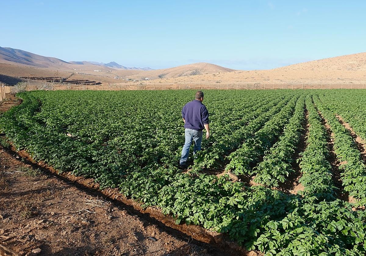 Gavia de papas en Toto, en el municipio de Pájara.