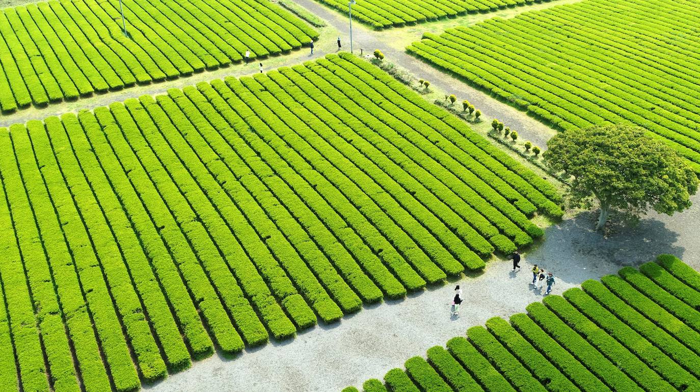 Campos de té verde de la marca de té premium Osulloc en la ciudad de Seogwipo, en la isla turística de Jeju, en Corea del Su.