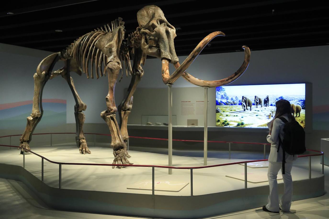 Vista de exposición sobre la vida y extinción de los mamuts, con una pieza central de un esqueleto fosilizado real de un ejemplar siberiano que transportará a los visitantes a la Edad de Hielo y que puede verse en el CaixaForum de Madrid