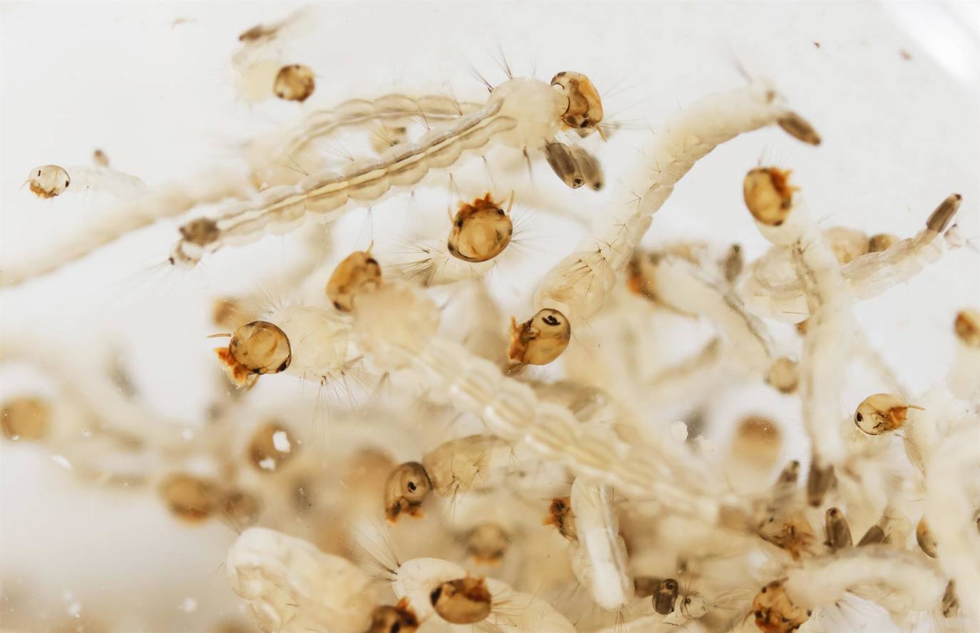 Fotografía tomada en los laboratorios de Entomología de la Universidad de Costa Rica que muestra larvas de zancudos Aedes Aegypti, principal vector para la transmisión de dengue y chikunguña, en San José (Costa Rica). América Latina enfrenta un aumento de las enfermedades transmitidas por mosquitos, especialmente el dengue y el chikunguña, y a pesar de los esfuerzos de Gobiernos y organizaciones sanitarias para prevenirlas y controlarlas, los casos se multiplican por la crisis climática y los debilitados sistemas sanitarios tras la pandemia.
