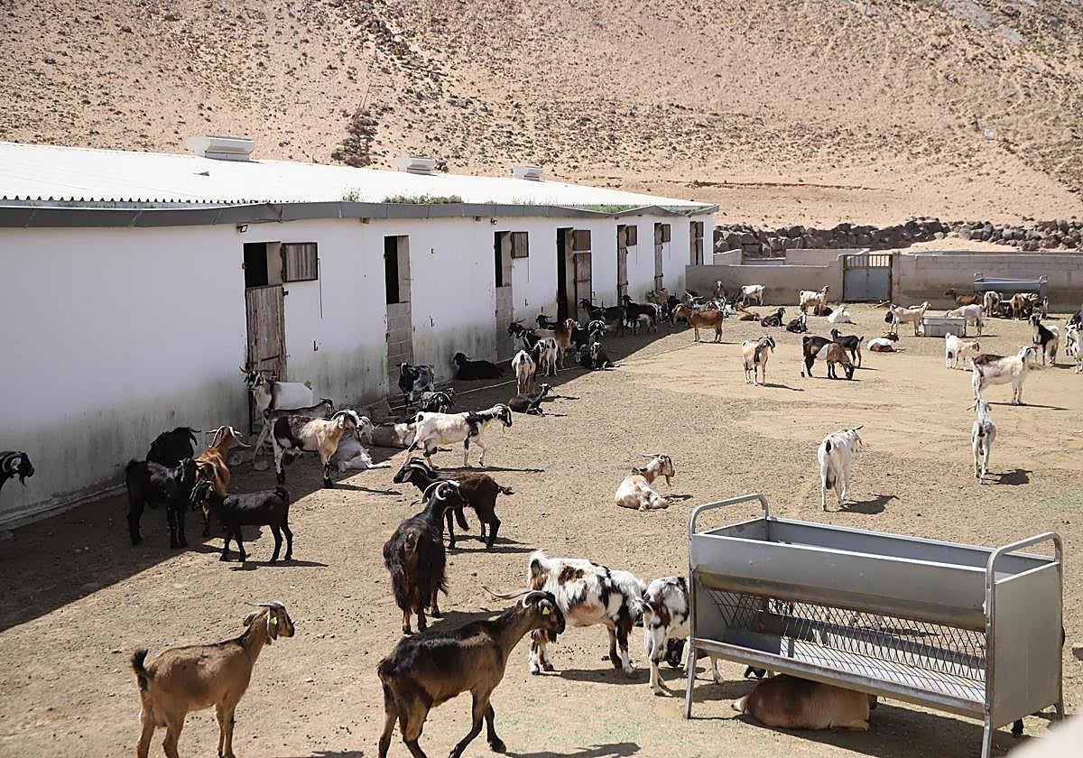 Instalación ganadera.