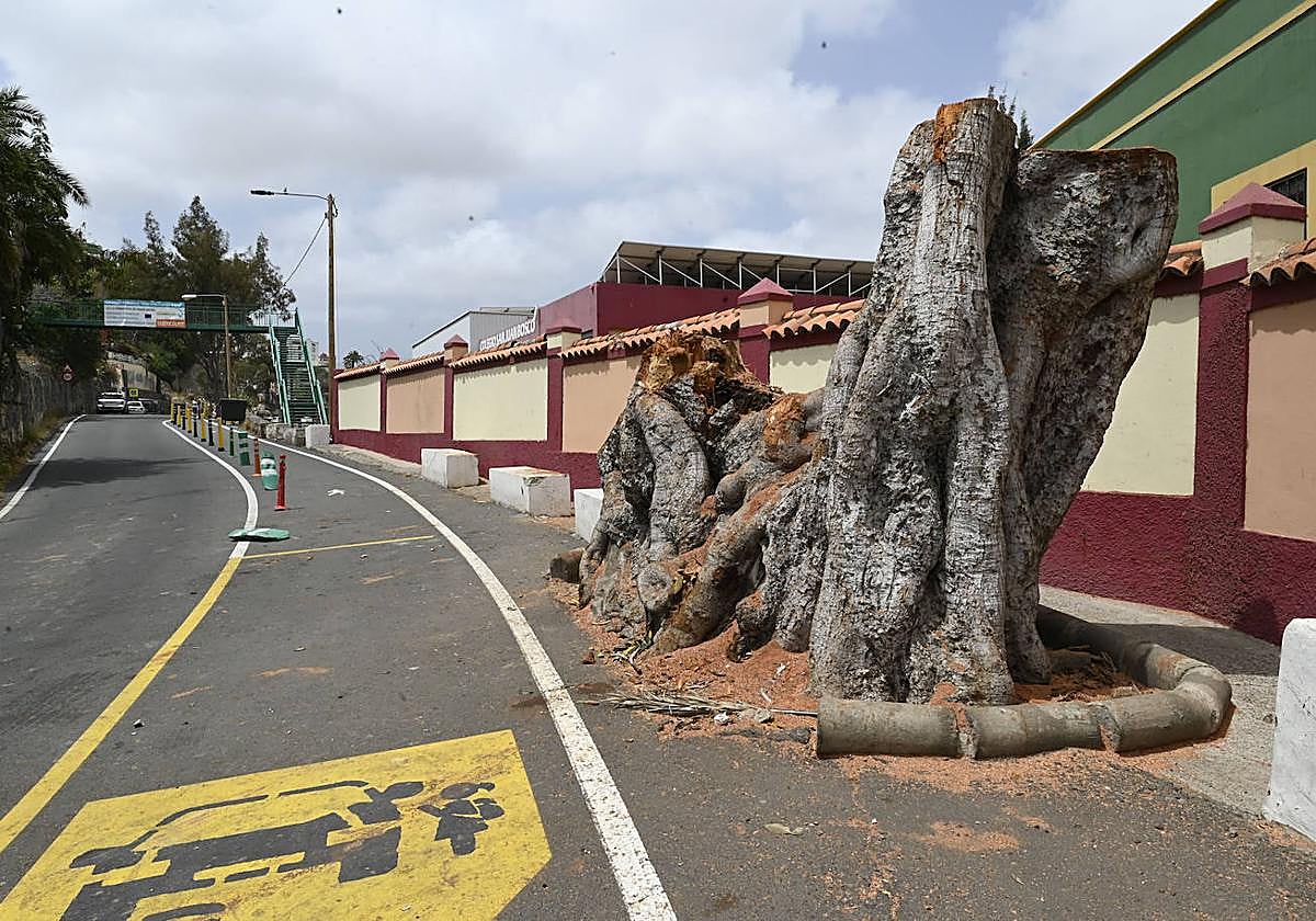 Tocón de lo que fue el Árbol Bonito.