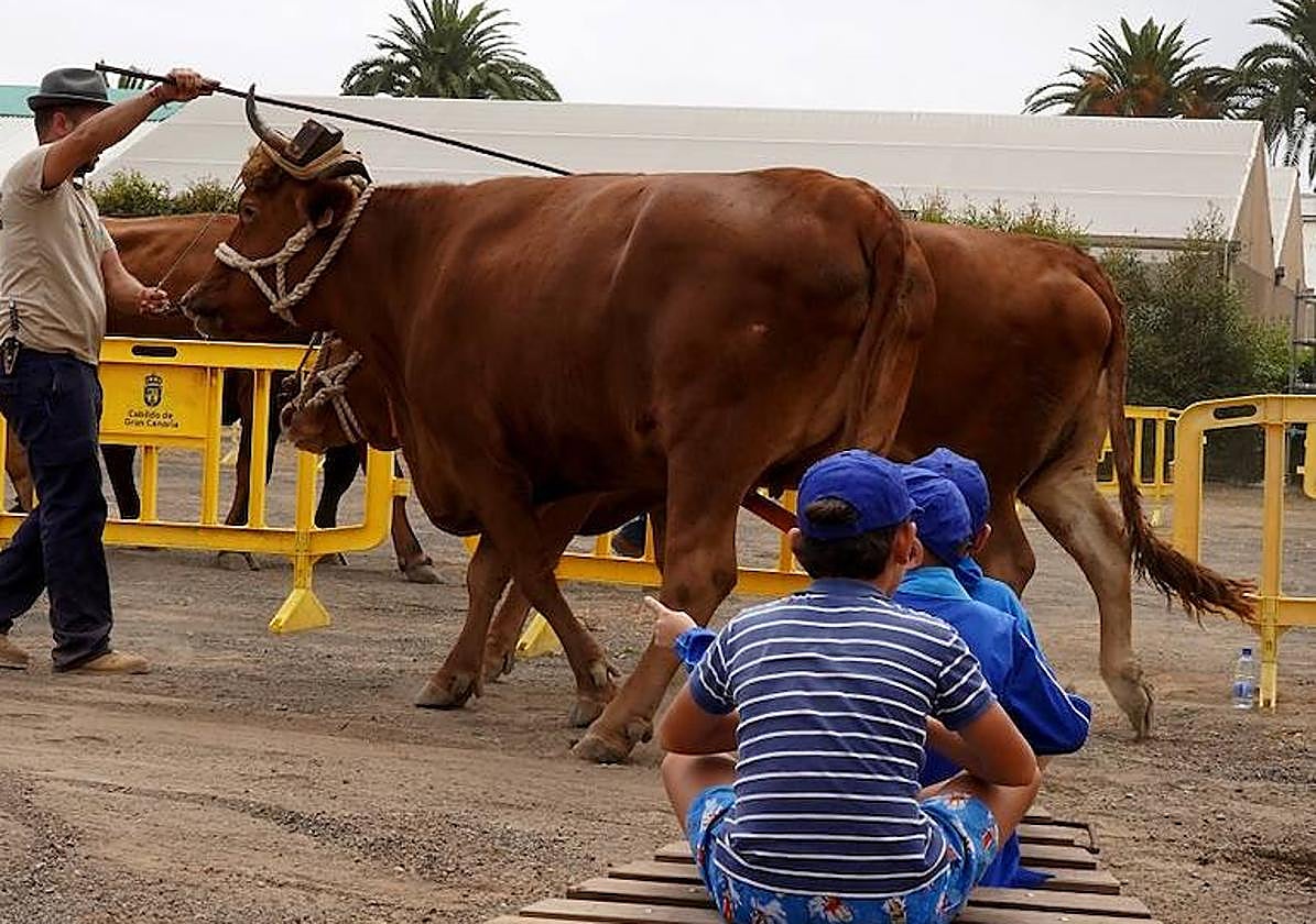 Escolares arrastrados por una yunta de bueyes en la feria que acoge la Granja del Cabildo.