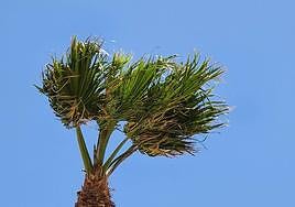 Los vientos han alcanzado grandes picos de intensidad durante esta semana.