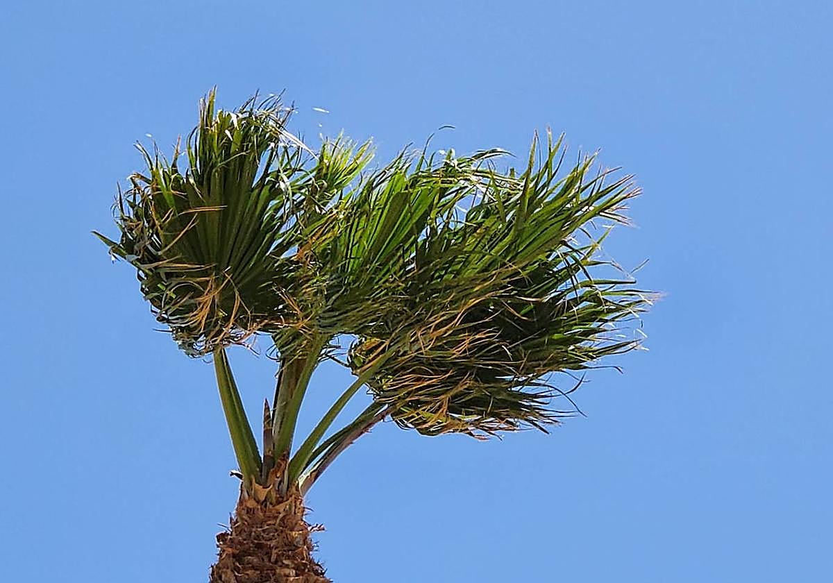 Los vientos han alcanzado grandes picos de intensidad durante esta semana.