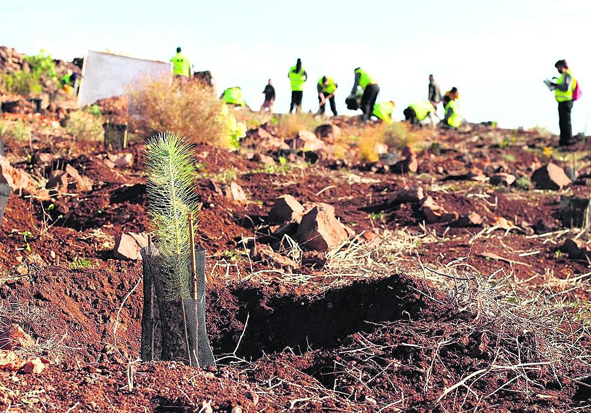 La aerolínea canaria se ha involucrado en diferentes iniciativas medioambientales.