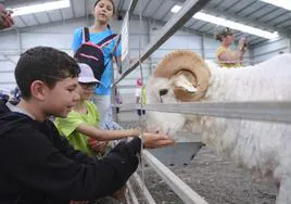 Un alumno da de comer a un carnero en la nave del ganado de Feaga.