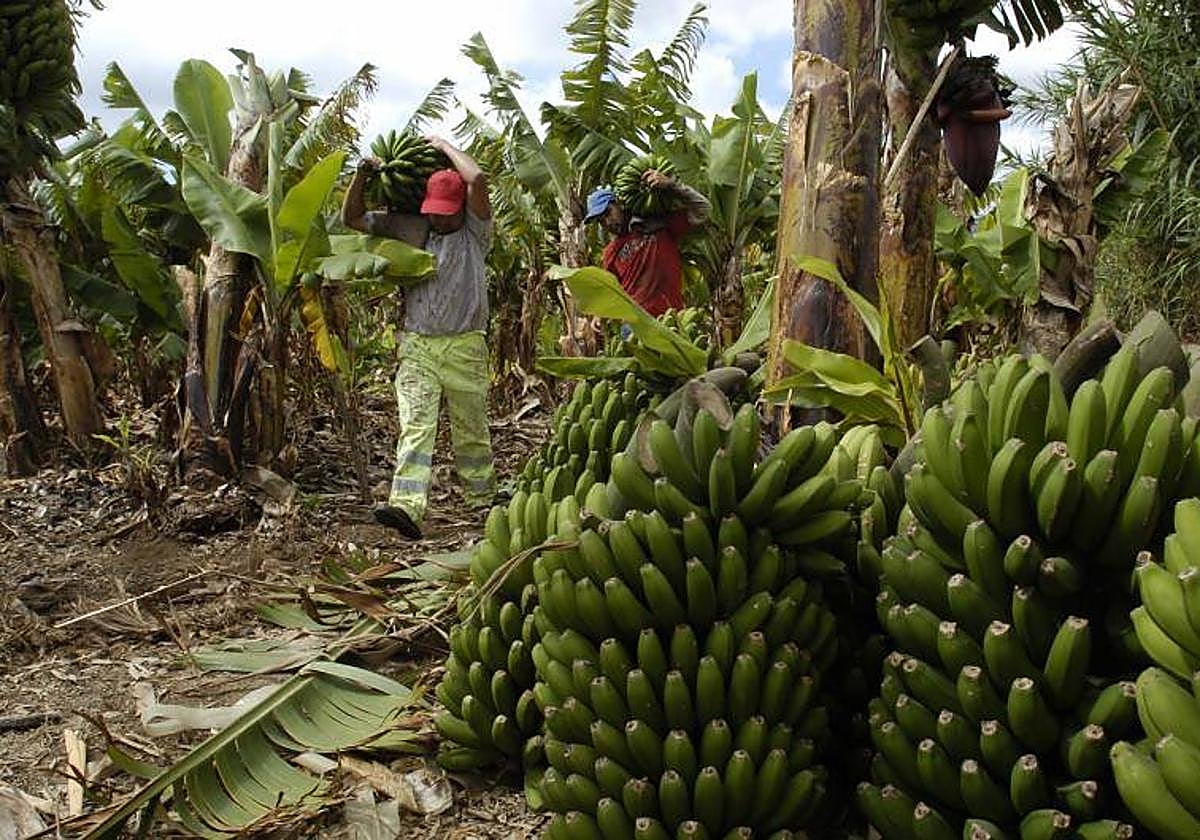 Los productores de plátano aseguran que el precio ha bajado un 35% desde mediados de 2022.