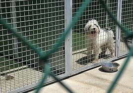 Imagen de la recién reformada perrera de Telde.