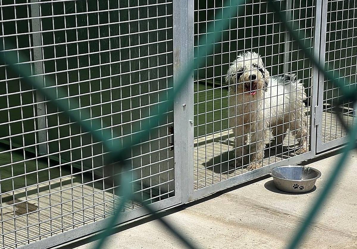 Imagen de la recién reformada perrera de Telde.