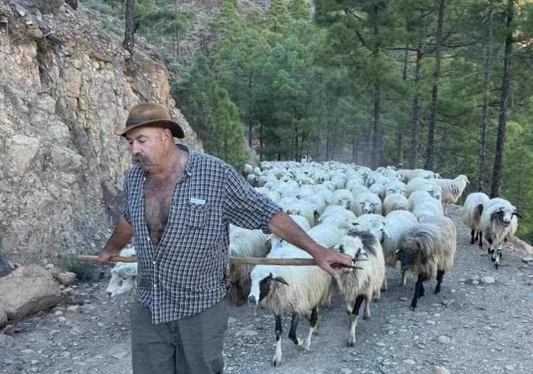 El pastor José Mendoza conduce un rebaño de ovejas durante una trashumancia.