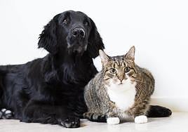 Alrededor del 40% de los españoles llevan a sus mascotas consigo de vacaciones.