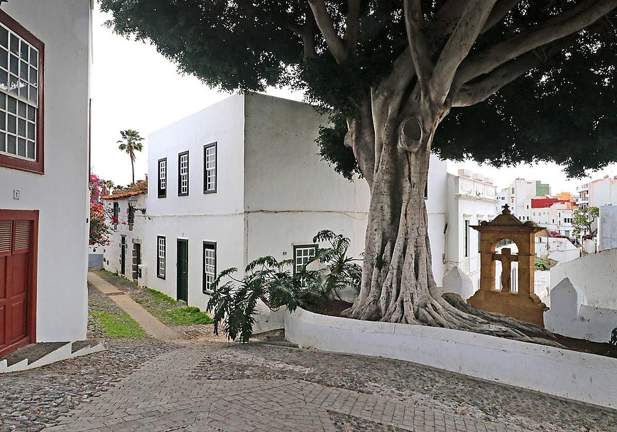 Árbol Bonito en San Francisco.