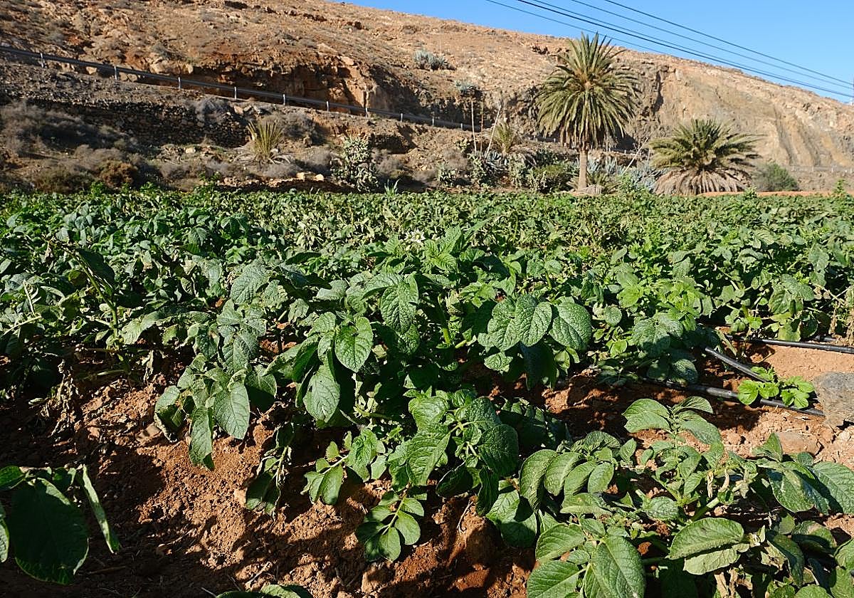 Plantación de papas en gavia en Toto, en el municipio de Pájara.