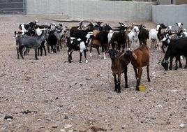Plan piloto de siembra de forraje para ganado en Teguise