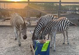 Loro Parque envía 20.000 euros en alimentos para los animales de Ucrania