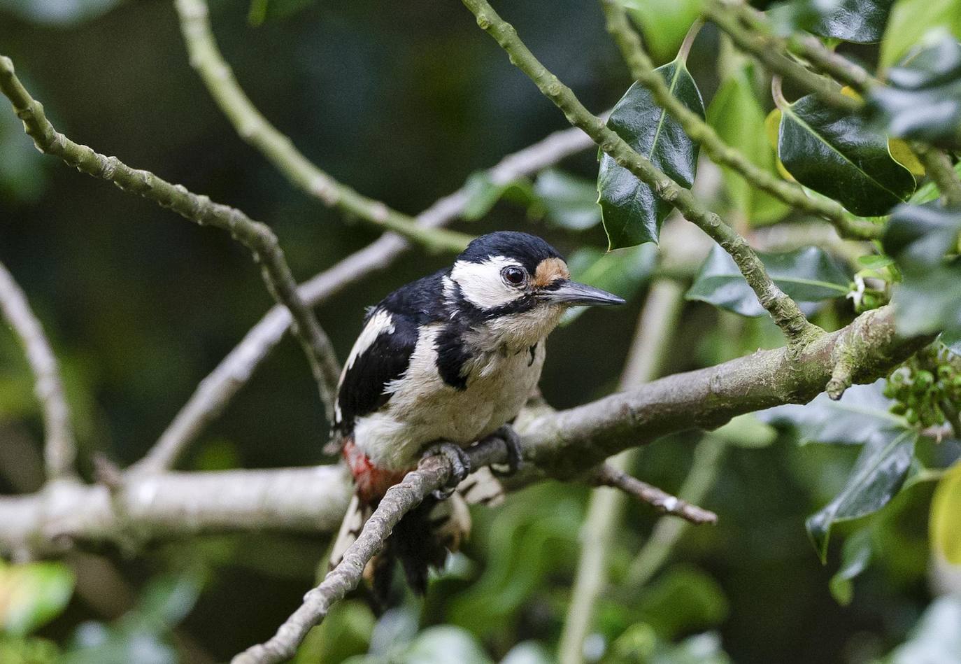 Una hembra de pico picapinos sube a un poste en Holmfirth, West Yorkshire, Reino Unido.