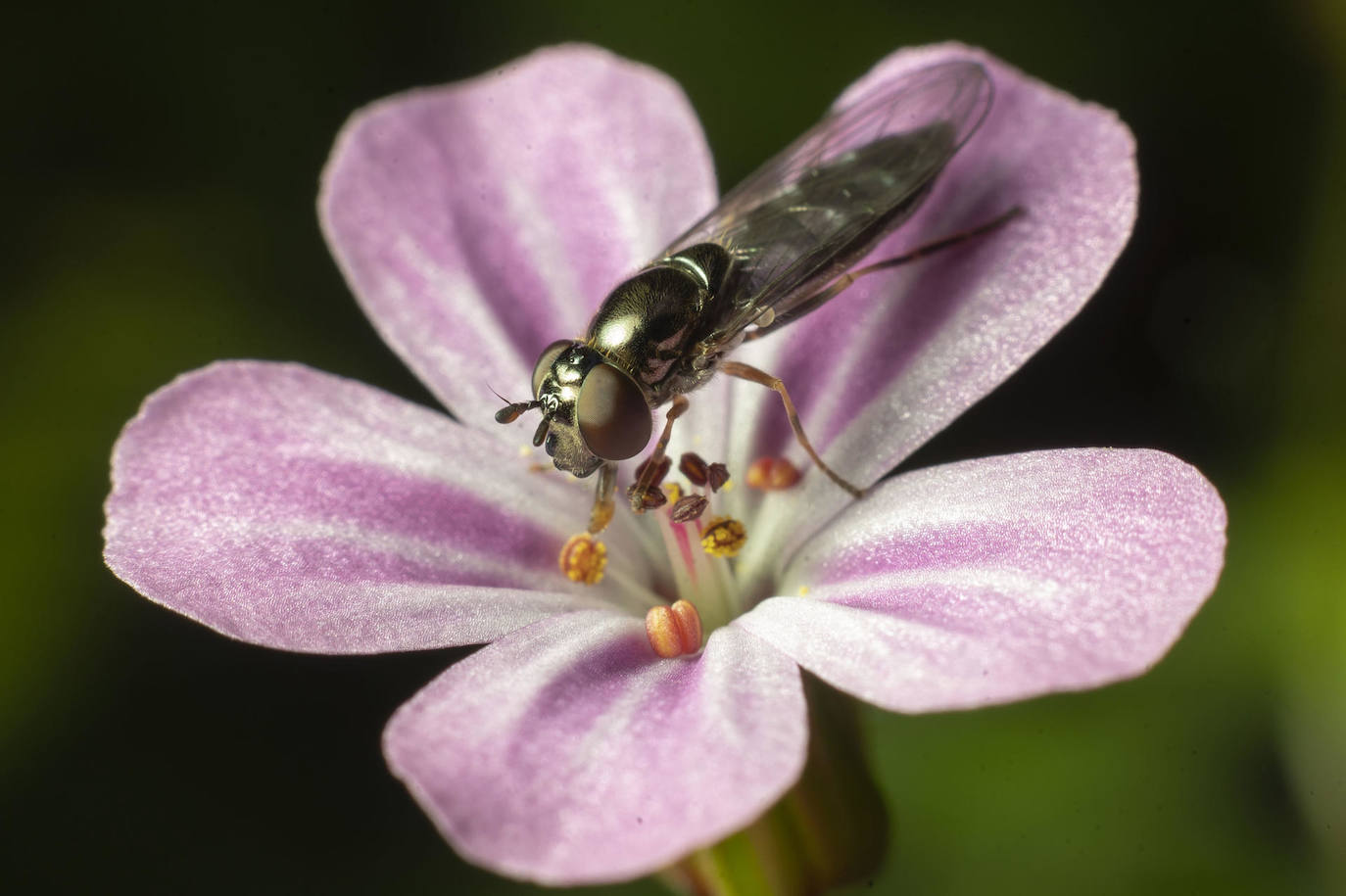 Macrofotografía de un insecto en la localidad cántabra de Hinojedo.