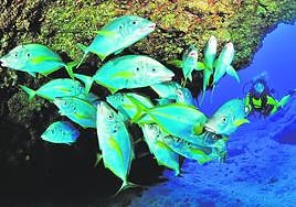 Esta acción se enmarca en el proyecto 'En Armonía con el Mar' que aúna todas las iniciativas de sostenibilidad medioambiental de Fred. Olsen.