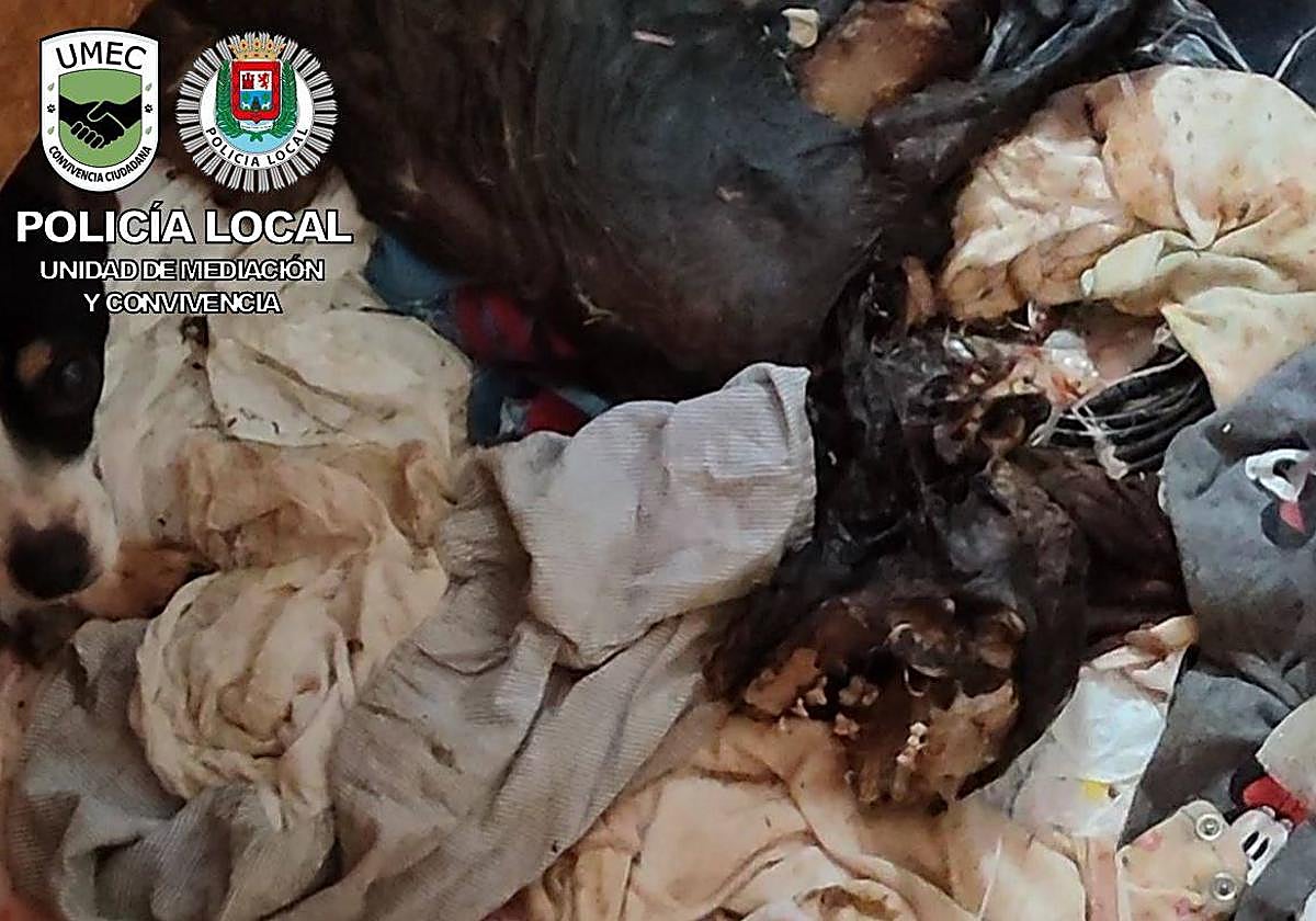 Imagen del cuerpo fallecido del animal.