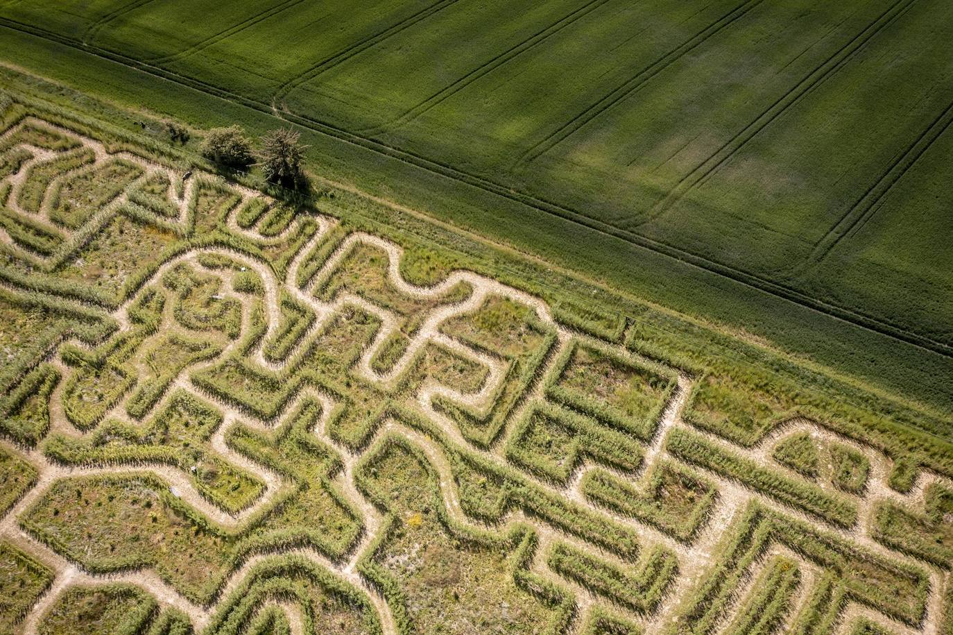 Una foto tomada con un dron muestra el Laberinto de Gilleleje en Gilleleje, Dinamarca. Los invitados deben abrirse camino a través de los senderos verdes de sauces, árboles del laberinto de 50,000 metros cuadrados , arbustos y flores.