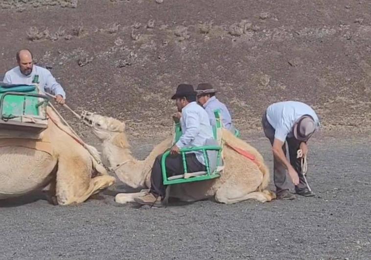 El maltrato a una cría de camello en Lanzarote desata las críticas: «Abusadores, al sol y sin agua»