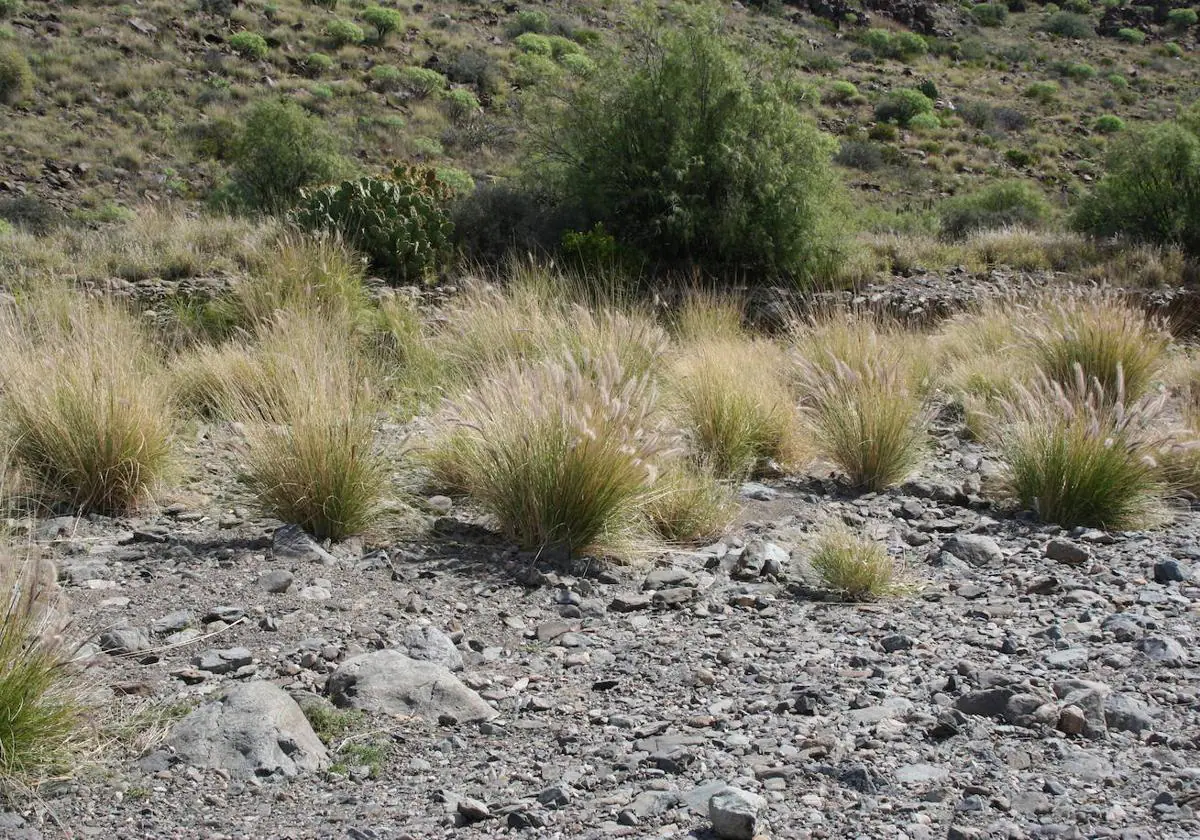 Ejemplares de rabo de gato en el cauce de un barranco.