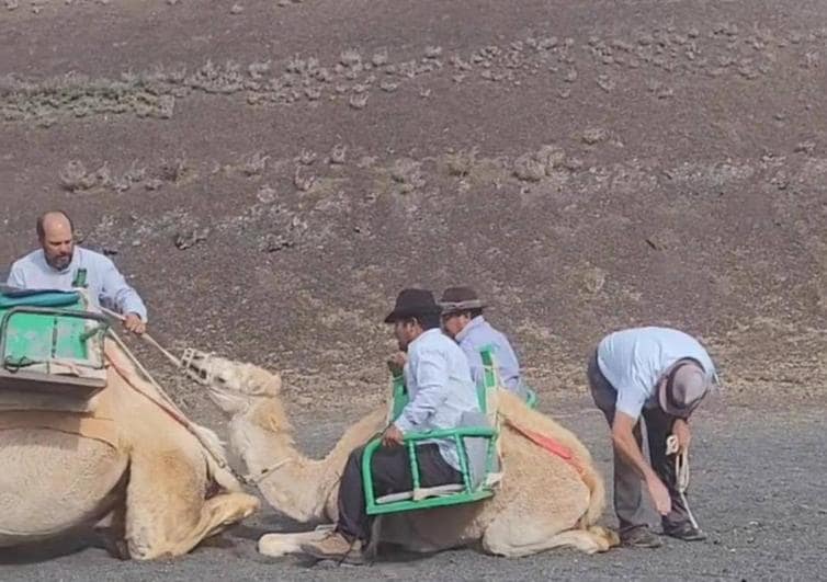 El hombre que maltrató a una cría de camello en Lanzarote pide perdón: «Se me fue de las manos»