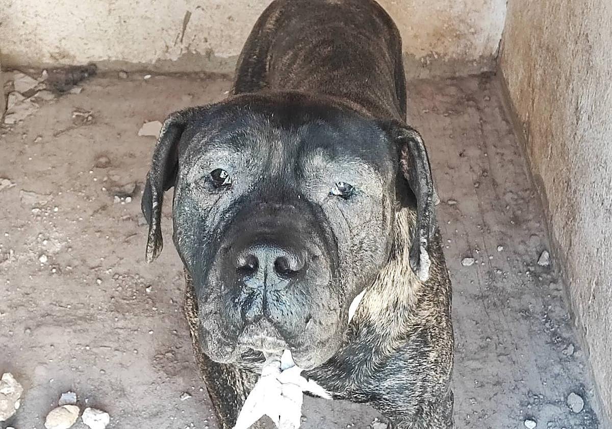 Investigan a diez personas por un presunto caso de maltrato animal en Tenerife