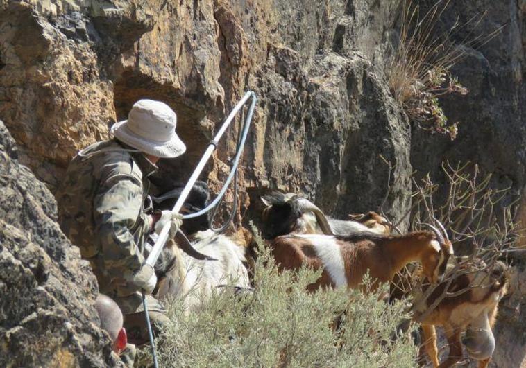 204 cabras apañadas desde 2021 en espacios protegidos