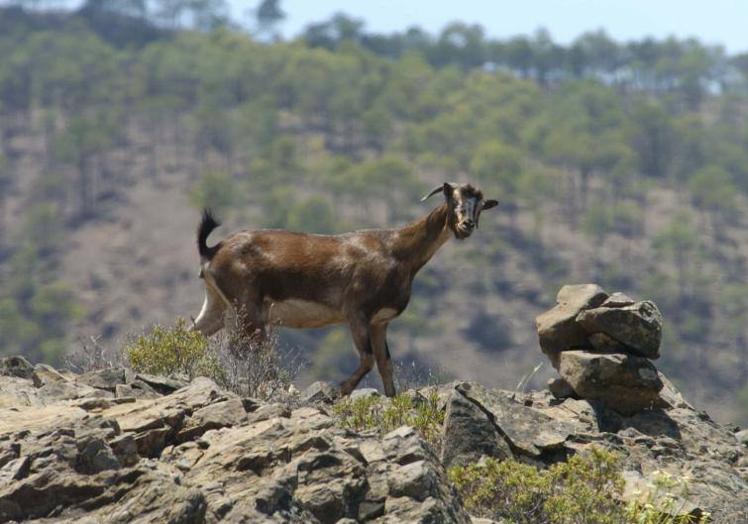 Una cabra asilvestrada campando a sus anchas por la Reserva Natural Integral de Inagua.