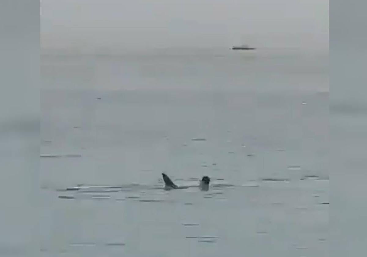 Un tiburón tigre devora a un ciudadano ruso en Egipto