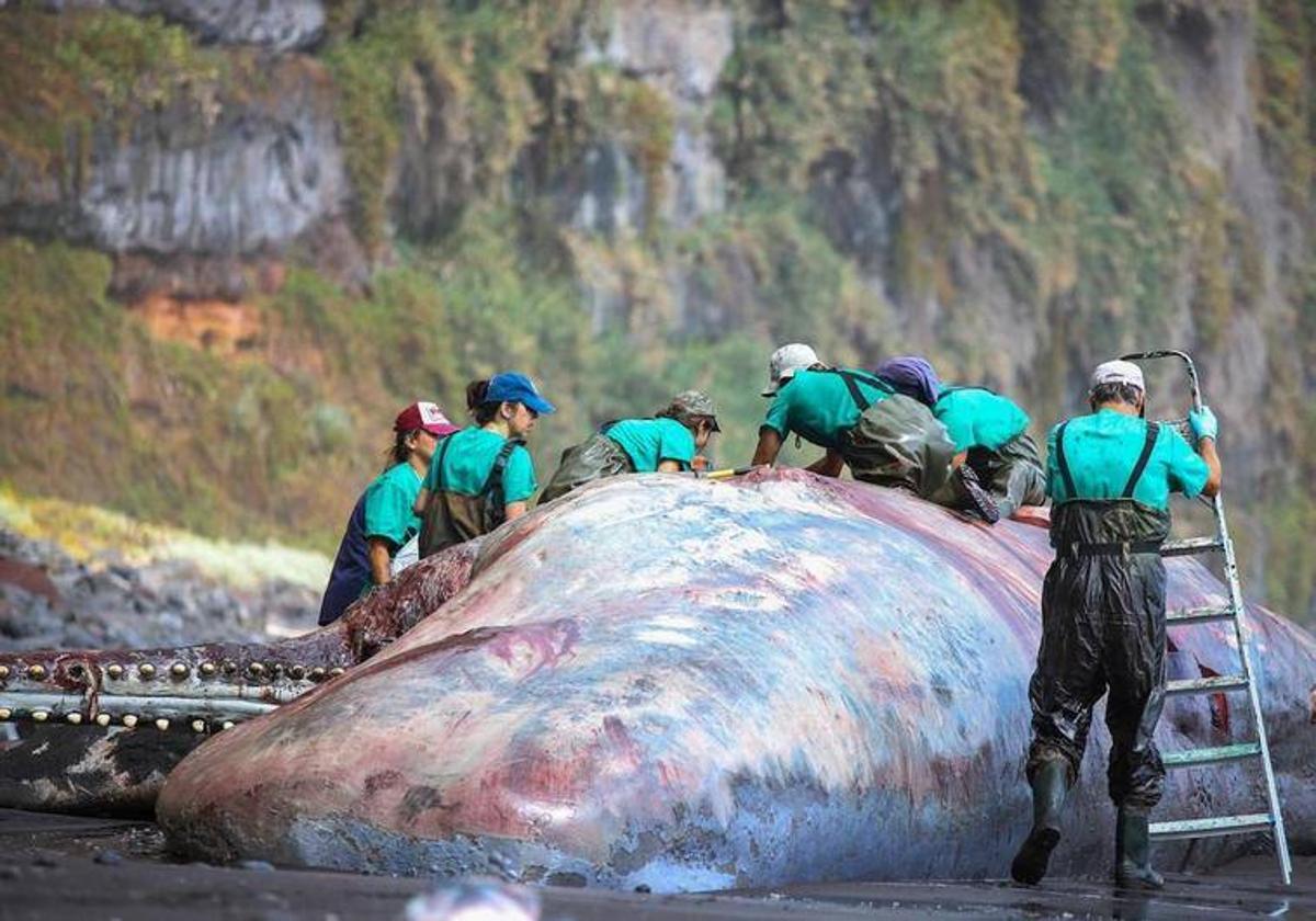 Una piedra de ámbar de 9 kilos provocó la muerte del cachalote en La Palma