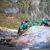 Una piedra de ámbar de 9 kilos provocó la muerte del cachalote en La Palma