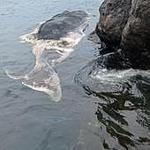 La ULPGC confirma la muerte de un cachalote por chocar con un fast ferry