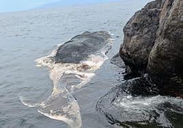 Imagen del cadáver del cachalote que apareció en Adeje (Tenerife).