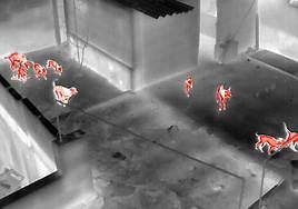 Foto cedida por la Policía Local obtenida por la cámara térmica del dron. En la imagen, los perros, en la azotea de la casa de La Pardilla.