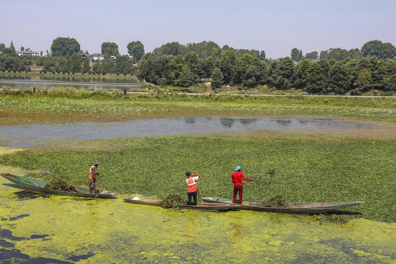 Unos hombres a bordo de un bote cargado con troncos reman en el lago Dal en Srinagar, la capital de verano de la Cachemira india. Las autoridades indias están destinando medios para limpiar este lago de algas y malas hierbas.
