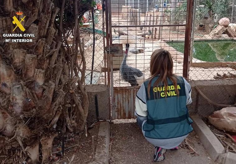 Investigado por tener un zoológico ilegal con varias especies protegidas en Güímar
