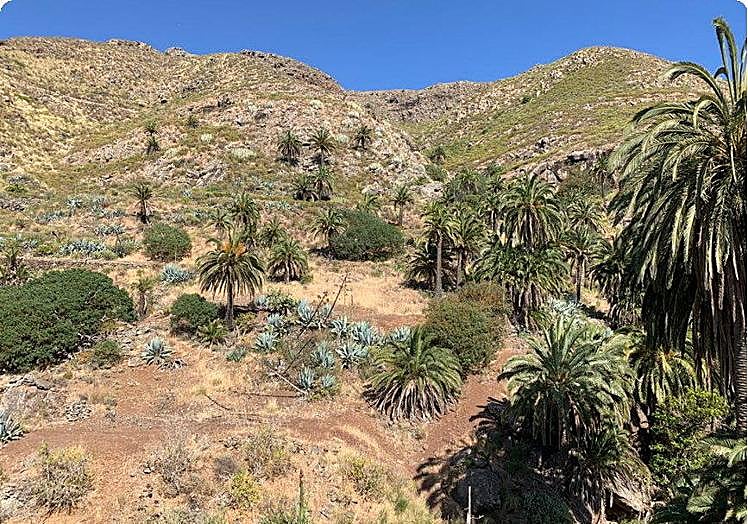 Restos de bosque termófilo con predominio de almácigos en el barranco de Campito.
