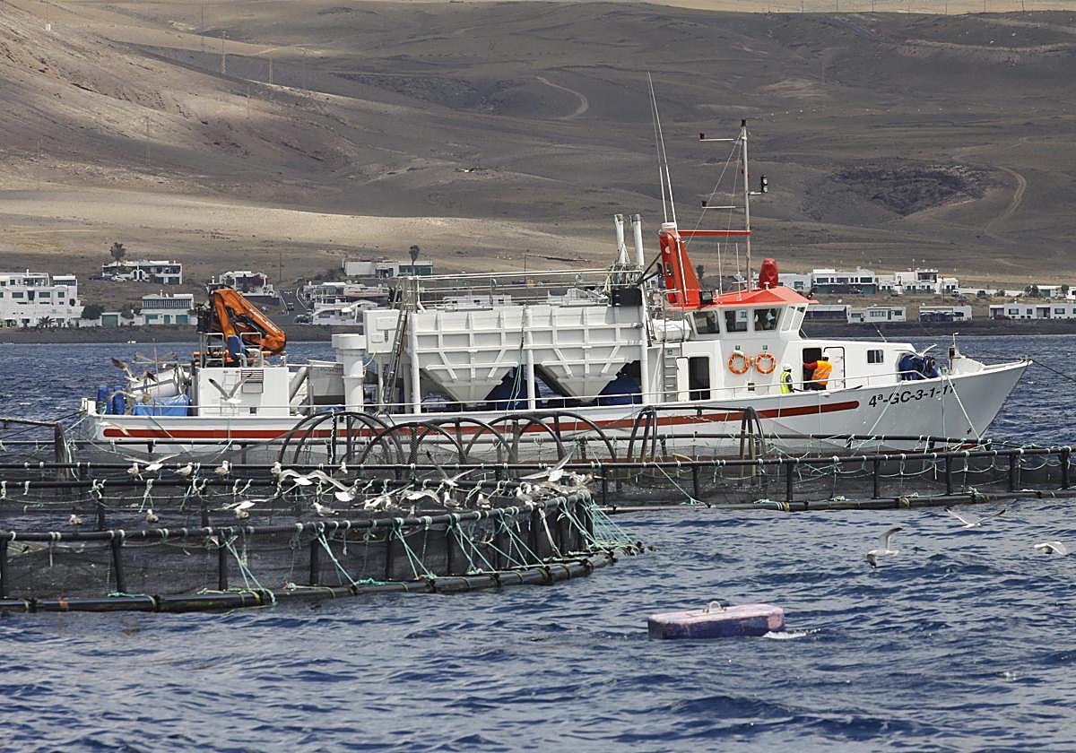 Jaulas marinas de Yaizatún, en aguas de Playa Quemada, ya fuera del lugar.