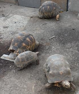 Imagen secundaria 2 - Hallan 46 animales protegidos, algunos muertos, en Tenerife