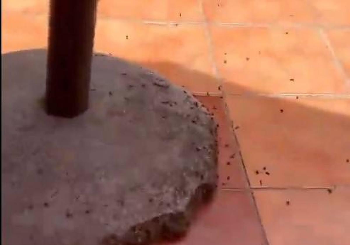 Las moscas están por todas partes en Melenara.