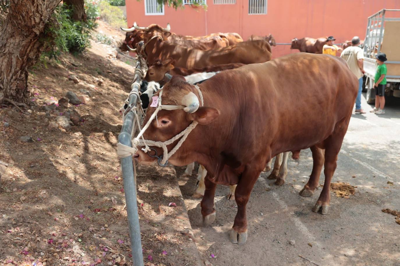 Dos santos y una misma fiesta en Ingenio