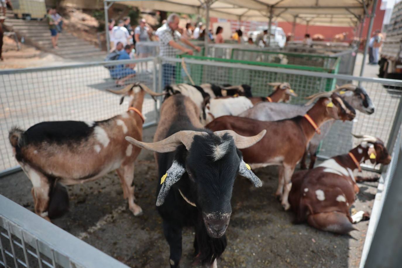 Dos santos y una misma fiesta en Ingenio