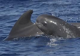 Imagen cedida por el grupo de investigación del IUSA de la ULPGC.