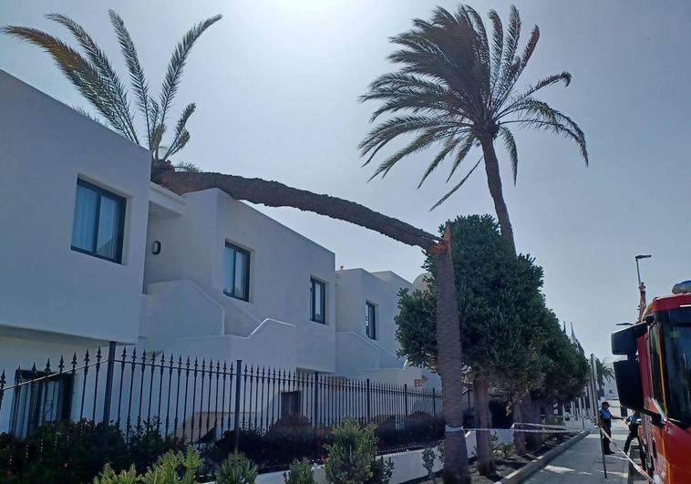 Susto con la caída de una palmera encima de unos apartamentos en Puerto del Carmen