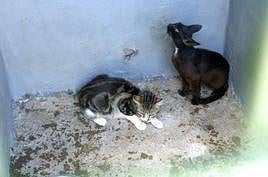 Imagen de archivo de dos gatos en una casa de Gran Canaria.