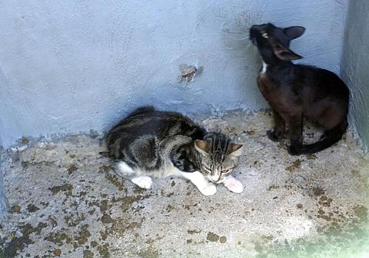 Imagen de archivo de dos gatos en una casa de Gran Canaria.